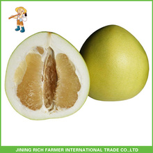 Guter Preis Hochwertiger frischer Pomelo - NEUER CROP